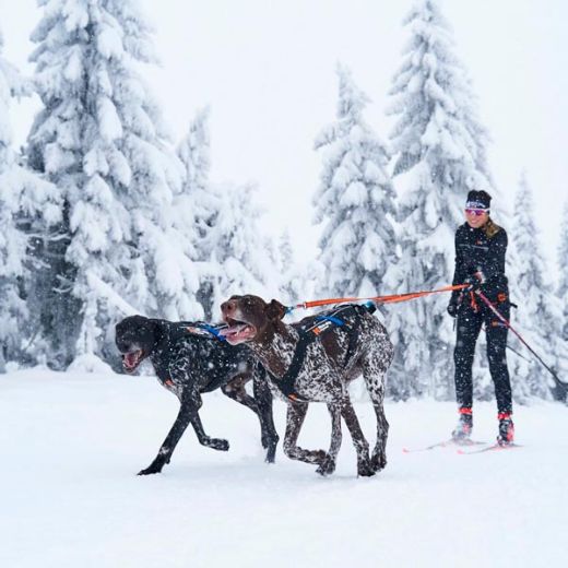 Non-Stop Bungee Leash Dobbel