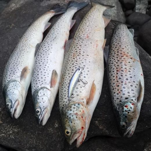DUO Spearhead Ryuki 70S (River Bait)